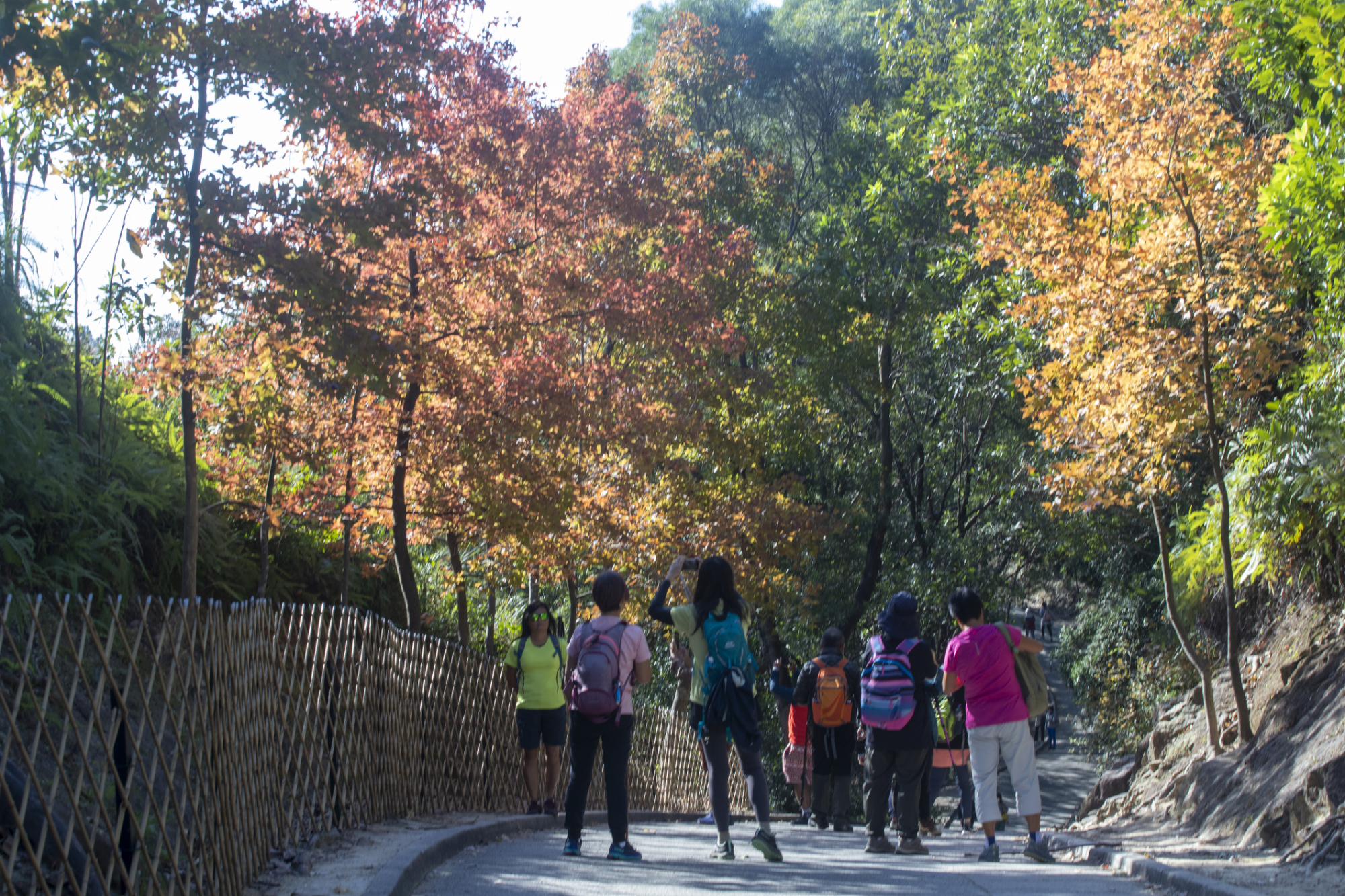  A group of hikers are on the Sweet Gum Woods trail in Tai Lam Country Park, Hong Kong, admiring the sweet gum trees with leaves turning red in autumn.